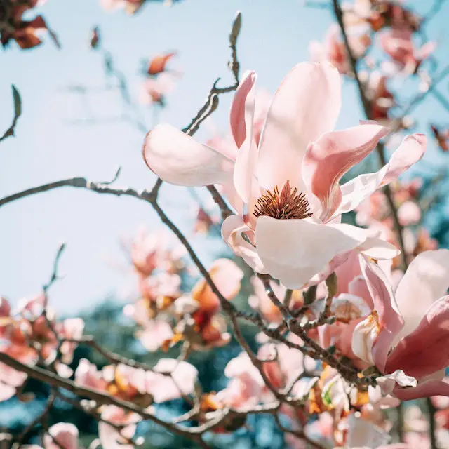 can magnolia trees be planted close to a house