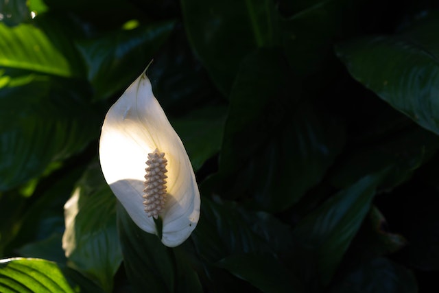 holes in peace lily leaves