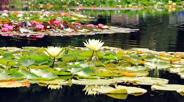 how to convert a pond into a garden