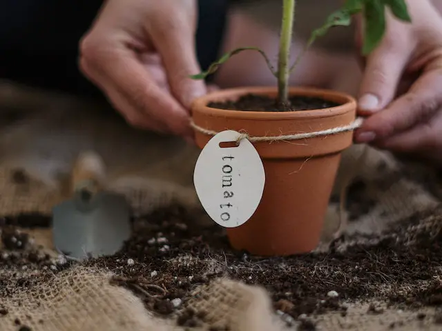 3 week old tomato seedlings