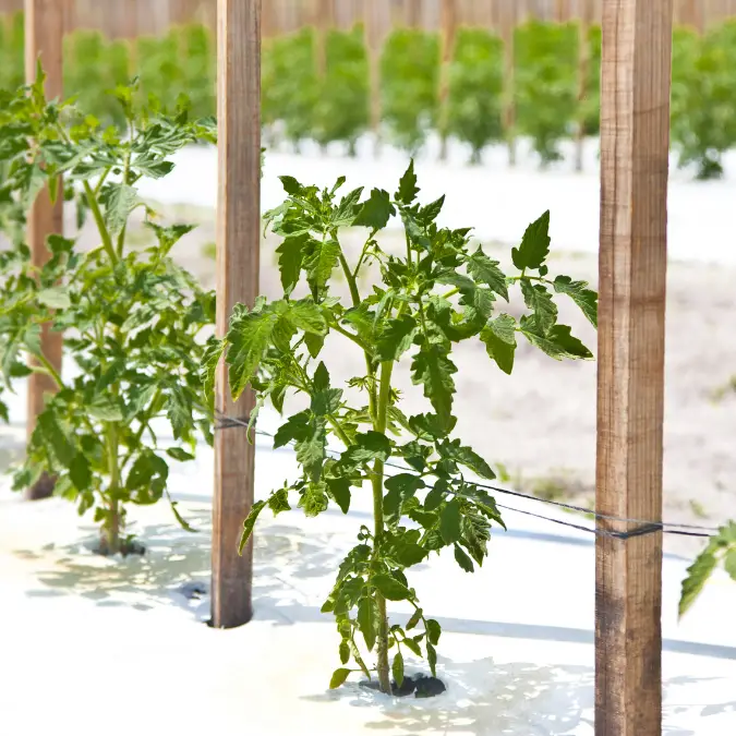 how to grow bonsai tomato plants