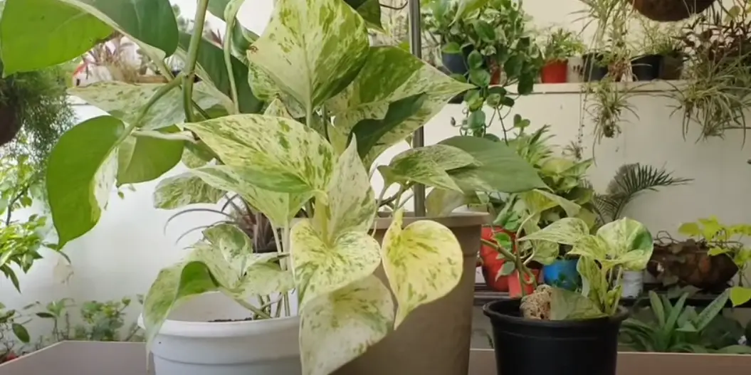 marble queen pothos losing variegation