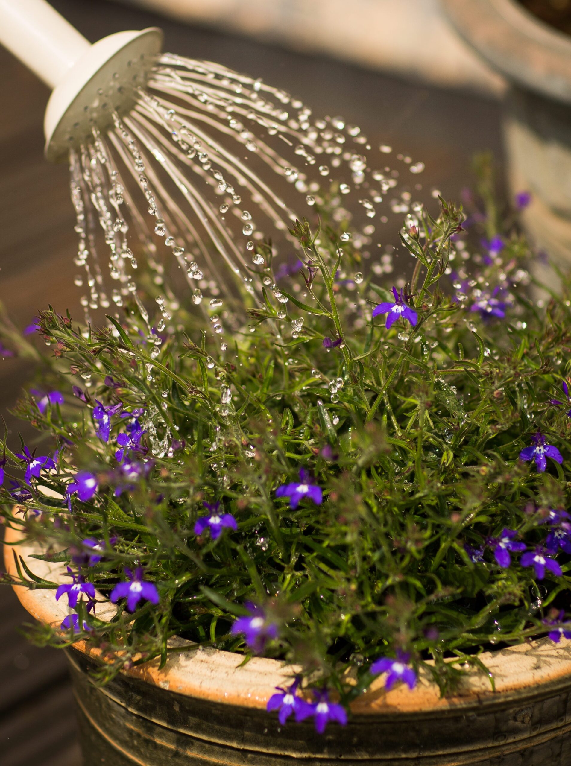 fine spray watering can for seedlings