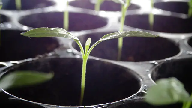 tomato seedling leaves pointing up at night