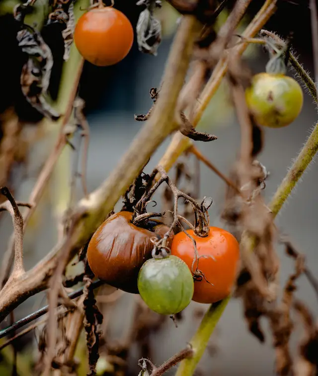 do tomatoes die after fruiting