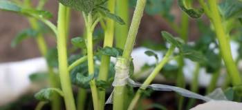 Tomato And Potato Plant