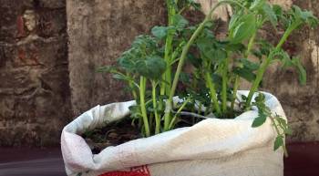 Tomato And Potato Plant