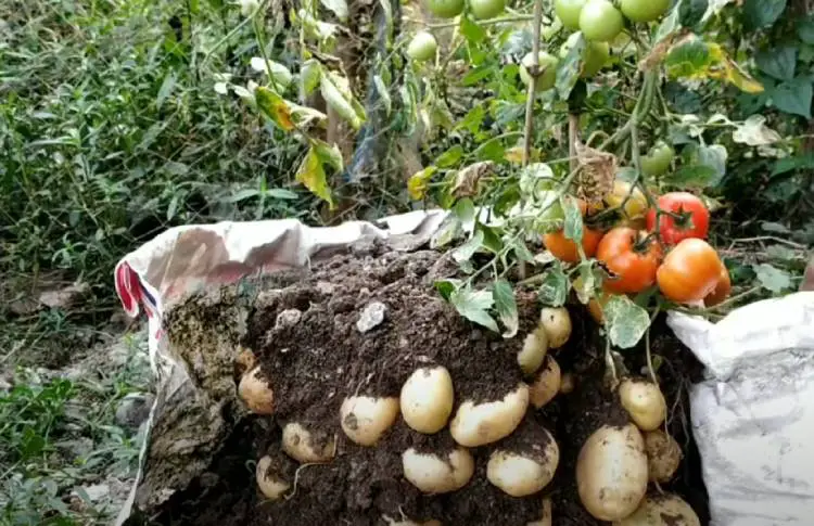 growing potatoes and tomatoes together graft