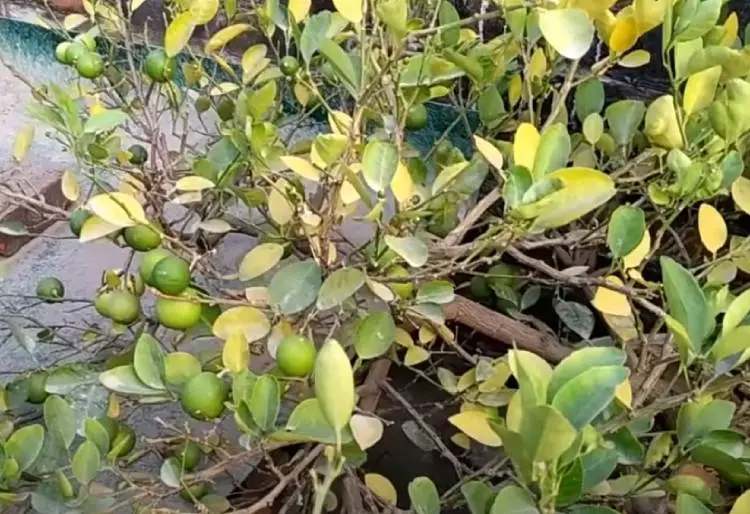 baby lemons turning yellow and falling off