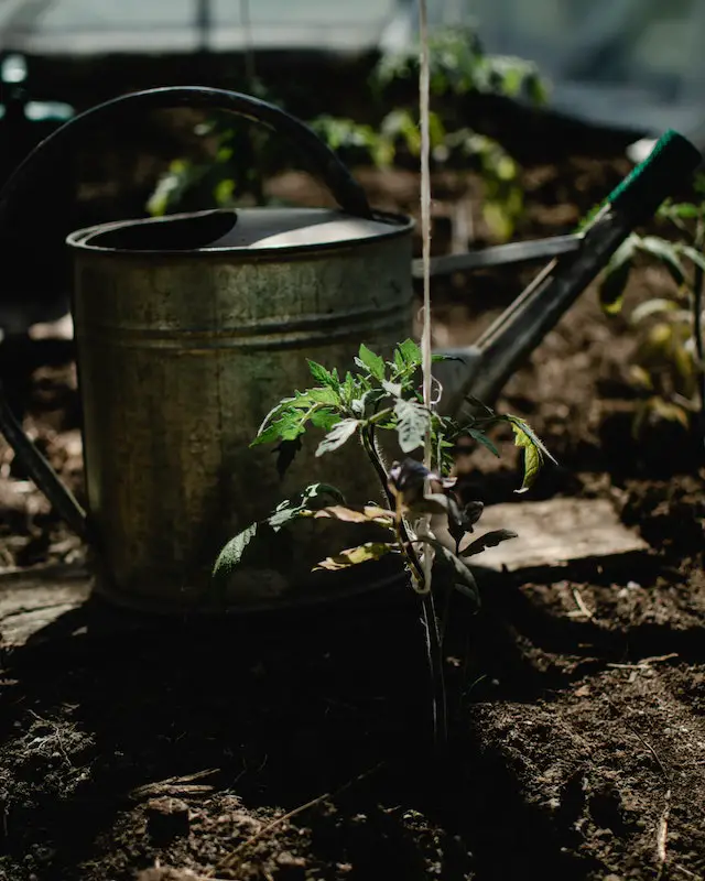 natural pesticide tomato plants