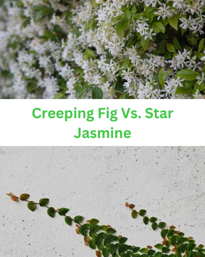 creeping fig vs star jasmine