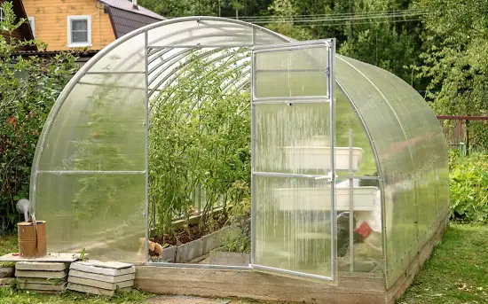 growing tomatoes and cucumbers together in a greenhouse