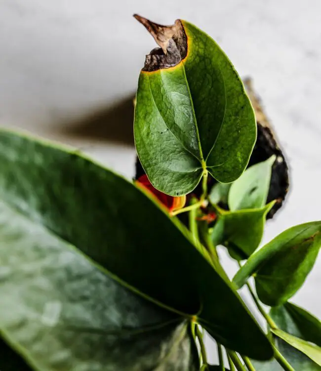 anthurium leaves turning brown