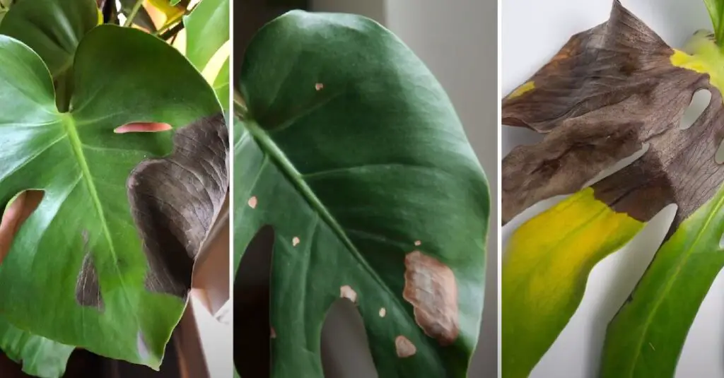 Bacterial Black Leaf Spot On Monstera: Causes & Solutions - Seeds to ...