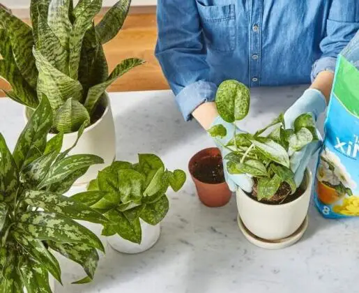 best soil for pothos