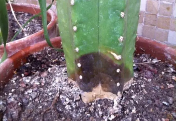 cactus root rot