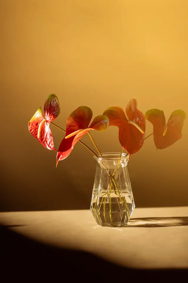 can anthurium grow in water