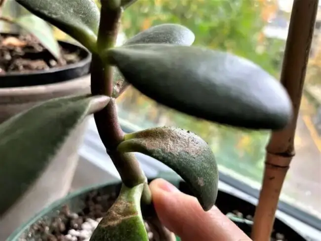 can jade plant get sunburn