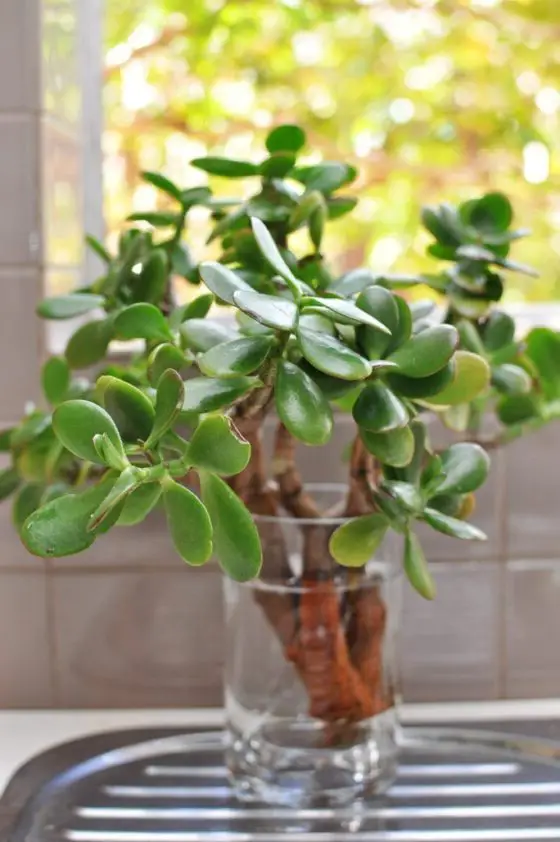 can jade plants grow in water