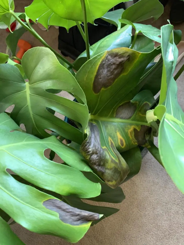 Can Monstera Get Sunburn? Preventing Leaf Damage - Seeds To Seedlings