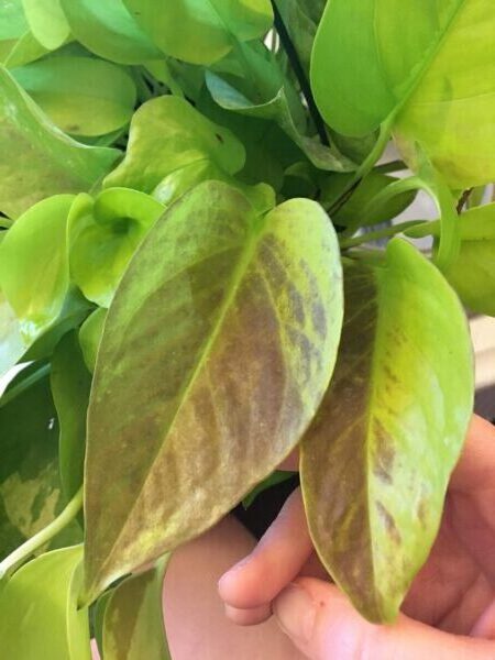 can pothos get sunburn