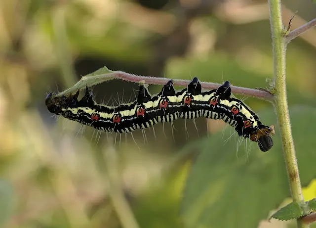 caterpillar on tomato plant