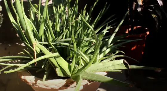 do aloe plants like direct sunlight