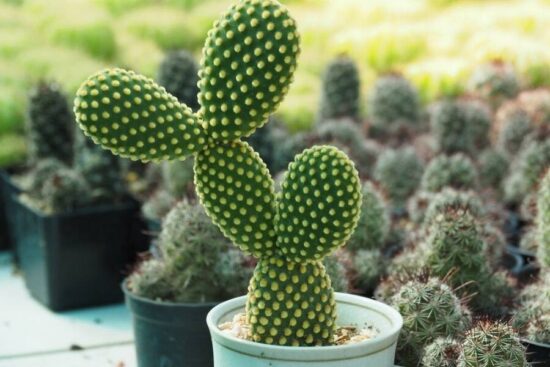 do cacti produce oxygen