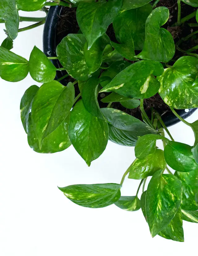 do pothos like humidity