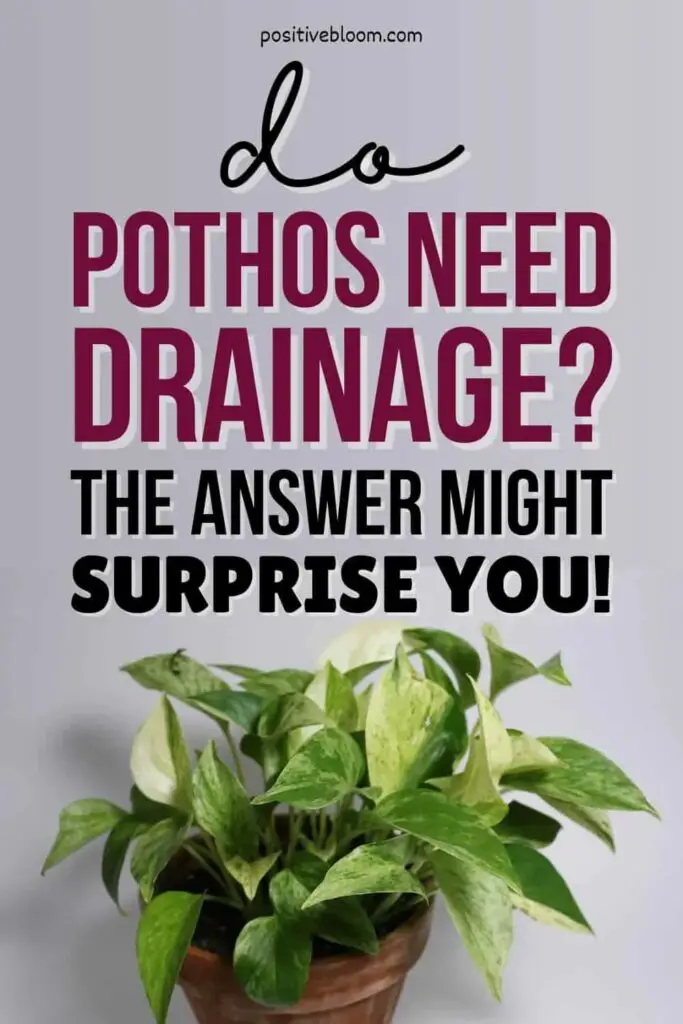 Do Pothos Need Drainage? Seeds to Seedlings