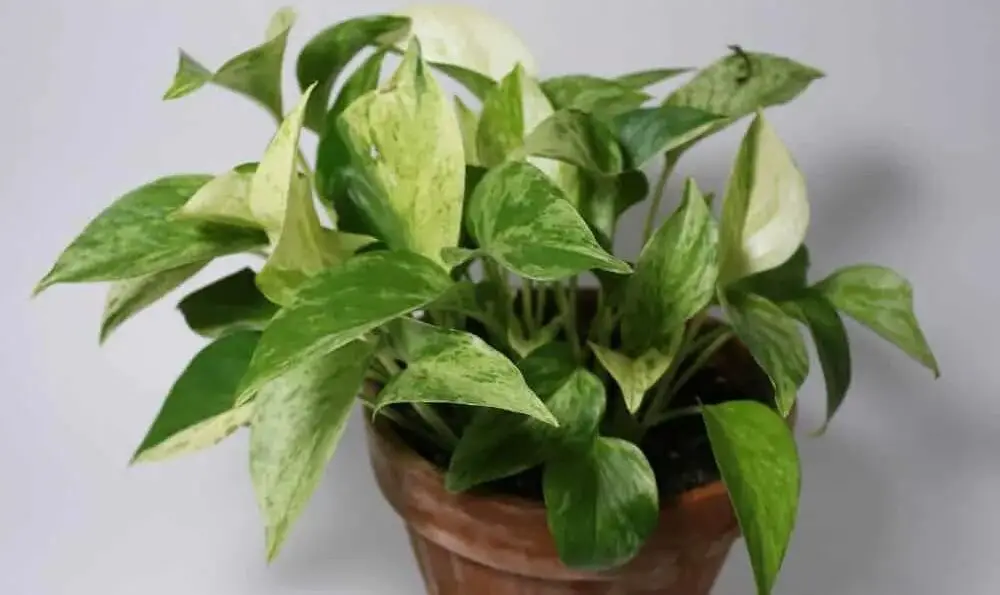 do pothos need drainage