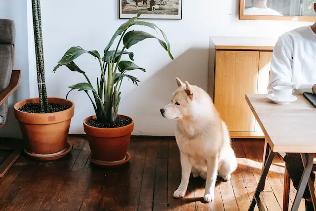 dog safe indoor plants