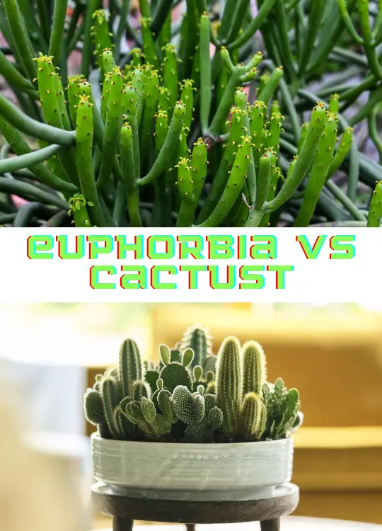 euphorbia vs cactus