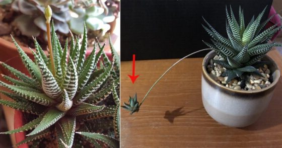 haworthia flowering stem bloom