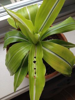 holes in dracaena leaves