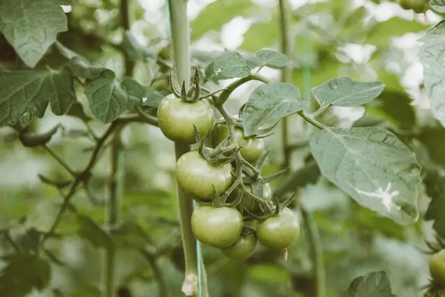 how to take care of tomato plants