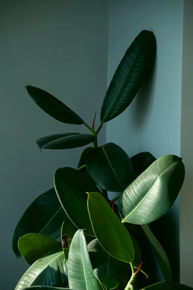 how fast do rubber plants grow