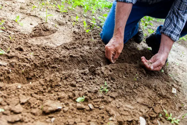 how to be a good gardener