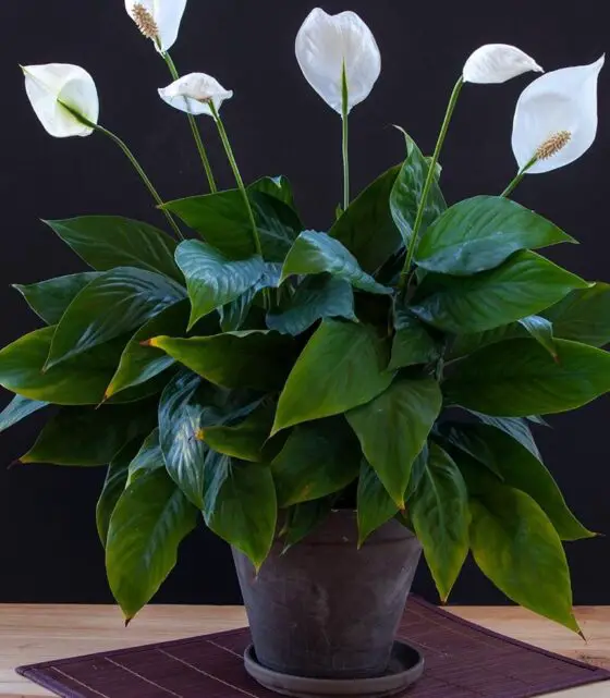 odor absorbing indoor plants