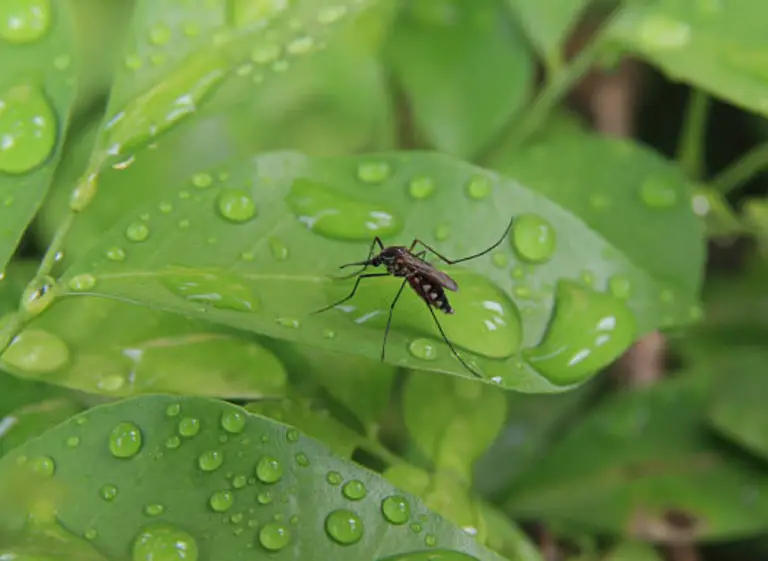 How To Get Rid Of Gnats In Indoor Plants: A Guide - Seeds to Seedlings