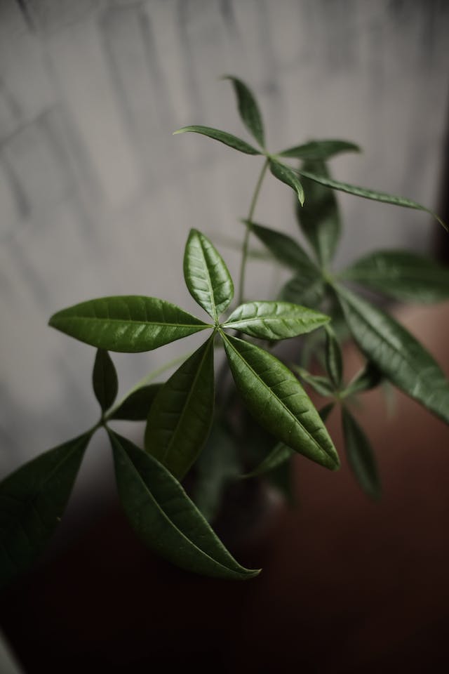 holes in money tree leaves