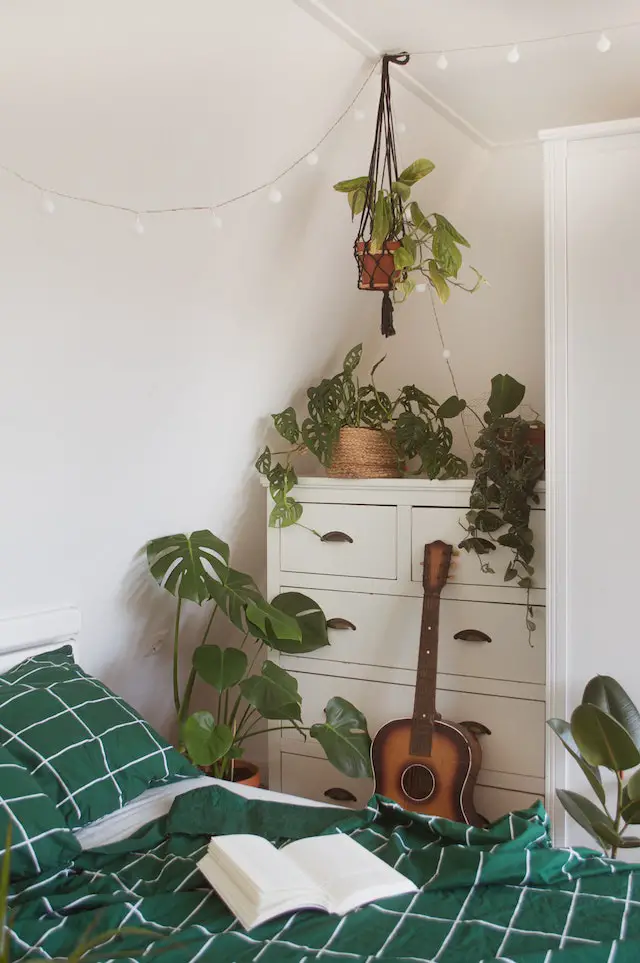 how to hang plants in dorm