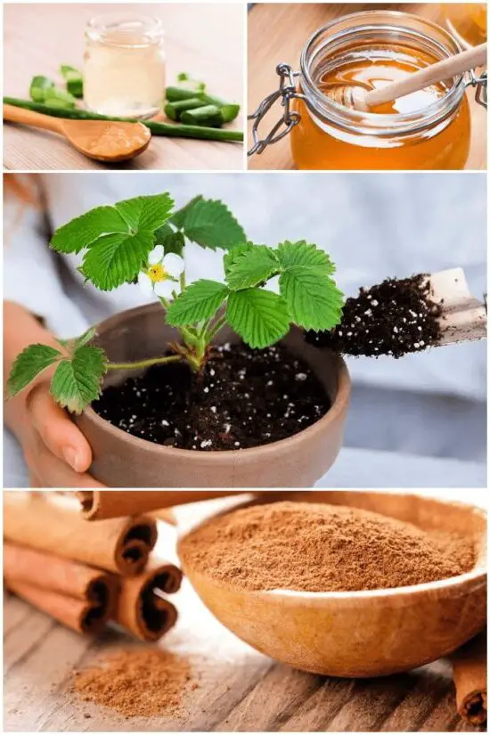 how to make homemade rooting hormone