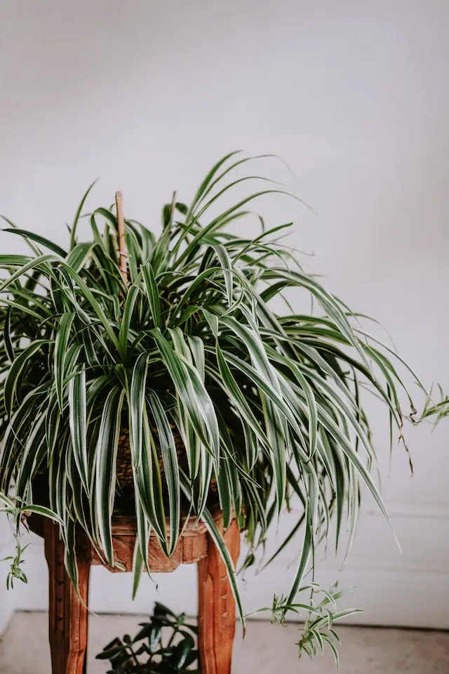 how to make more spider plant babies