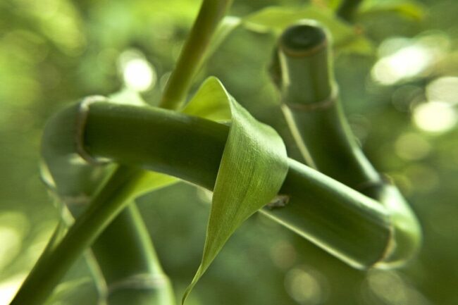 how to prune and shape lucky bamboo