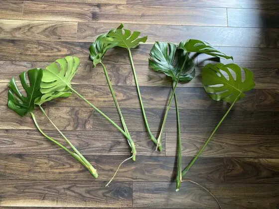 how to prune monstera deliciosa