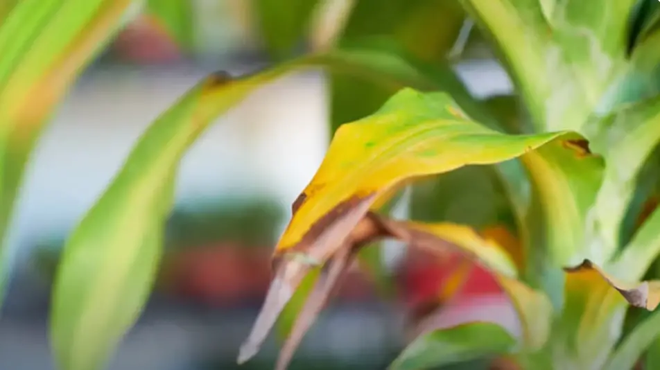 how to save a dying corn plant