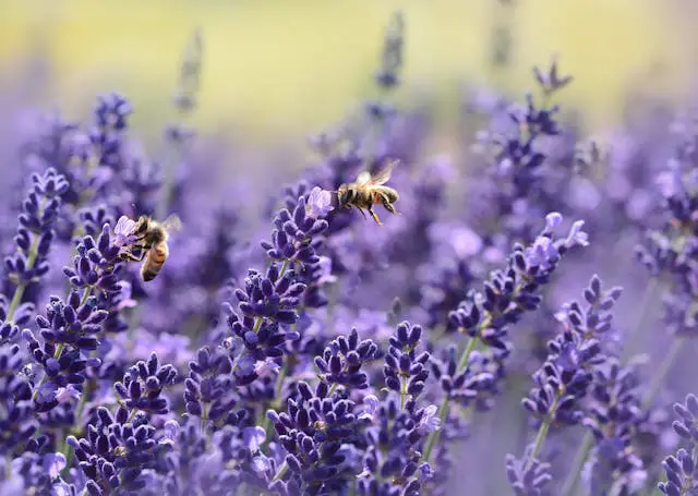 how to save overwatered lavender