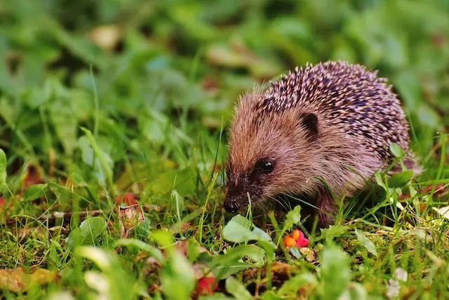 how to stop hedgehogs coming in garden