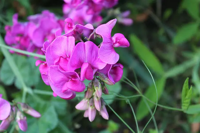 how to stop sweet peas from getting too tall